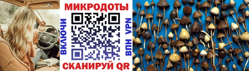 Галлюциногенные грибы Psilocybe  Звенигород 